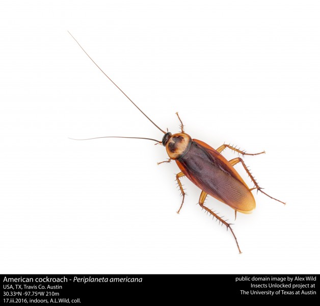 Periplaneta americana - American cockroach (25859665686)