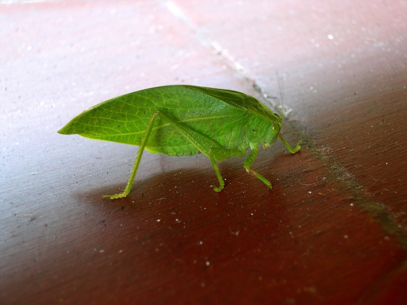 Phaneropterine green leaf Katydid. - Flickr - gailhampshire