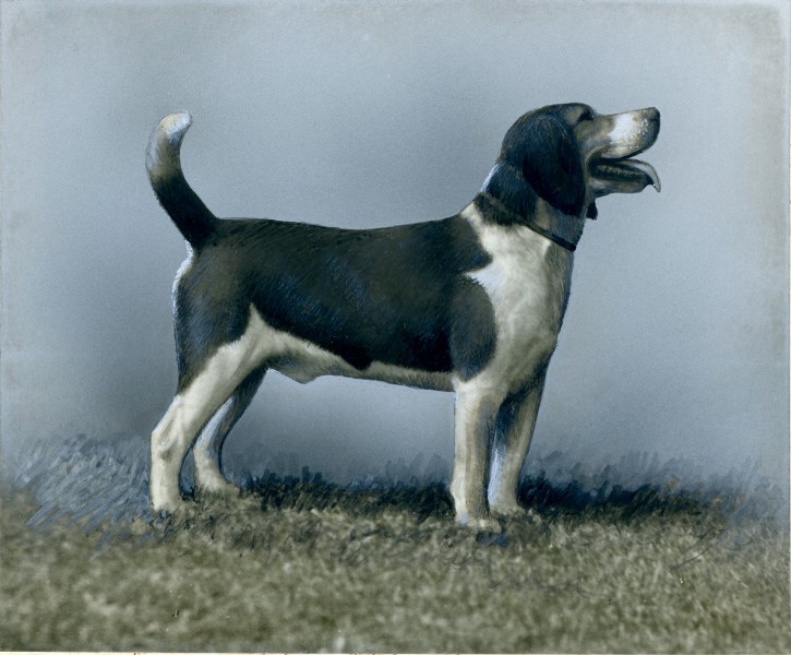 Photograph of a Beagle - NARA - 34929522