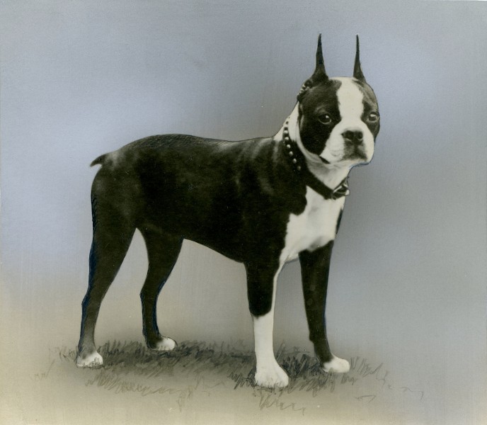 Photograph of a Boston Terrier - NARA - 34929526