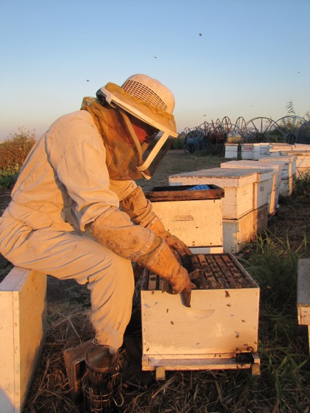 PikiWiki Israel 12333 Beekeeping treats hives