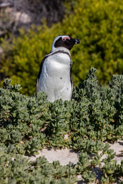 Pingüino de El Cabo (Spheniscus demersus), Playa de Boulders, Simon's Town, Sudáfrica, 2018-07-23, DD 46
