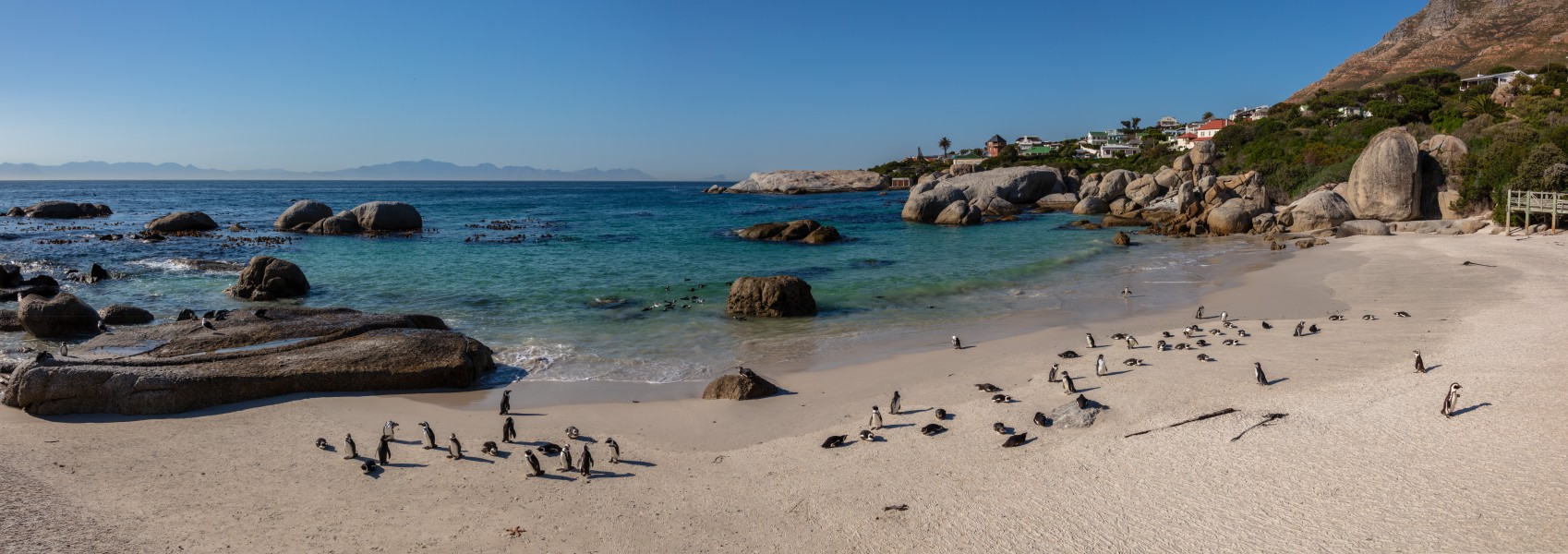 Pingüinos de El Cabo (Spheniscus demersus), Playa de Boulders, Simon's Town, Sudáfrica, 2018-07-23 PAN 29-31