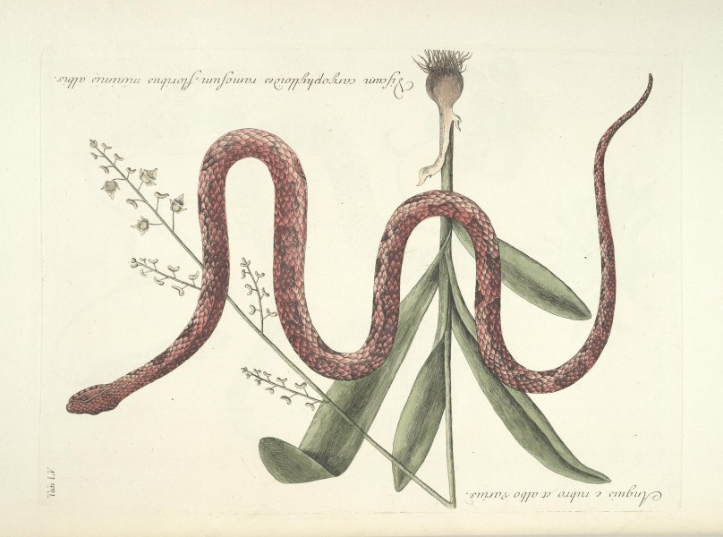 Piscium, serpentum, insectorum, aliorumque nonnullorum animalum nec non plantarum quarundam imagines (Tab. LV) BHL9873027
