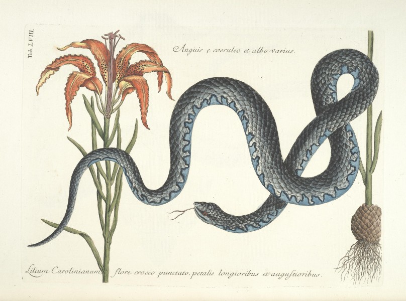 Piscium, serpentum, insectorum, aliorumque nonnullorum animalum nec non plantarum quarundam imagines (Tab. LVIII) BHL9873030