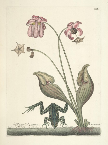 Piscium, serpentum, insectorum, aliorumque nonnullorum animalum nec non plantarum quarundam imagines (Tab. LXX) BHL9873042