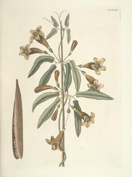 Piscium, serpentum, insectorum, aliorumque nonnullorum animalum nec non plantarum quarundam imagines (Tab. LXXXII) BHL9873054