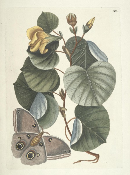 Piscium, serpentum, insectorum, aliorumque nonnullorum animalum nec non plantarum quarundam imagines (Tab. XC) BHL9873062