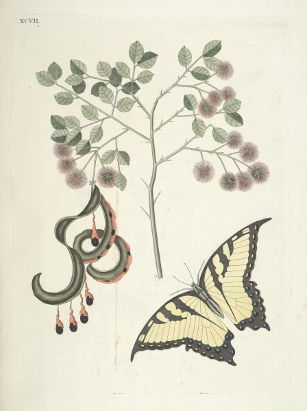 Piscium, serpentum, insectorum, aliorumque nonnullorum animalum nec non plantarum quarundam imagines (Tab. XCVII) BHL9873069