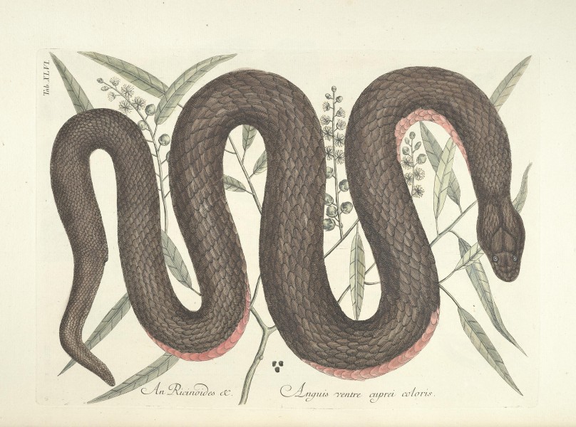 Piscium, serpentum, insectorum, aliorumque nonnullorum animalum nec non plantarum quarundam imagines (Tab. XLVI) BHL9873018