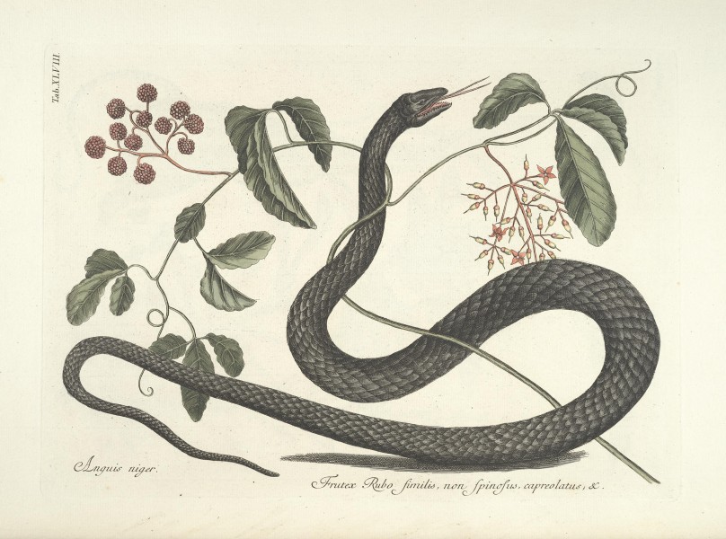 Piscium, serpentum, insectorum, aliorumque nonnullorum animalum nec non plantarum quarundam imagines (Tab. XLVIII) BHL9873020
