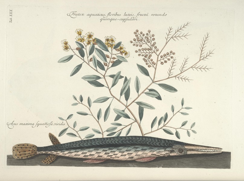 Piscium, serpentum, insectorum, aliorumque nonnullorum animalum nec non plantarum quarundam imagines (Tab. XXX) BHL9873002