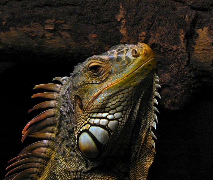 Portrait of an Iguana