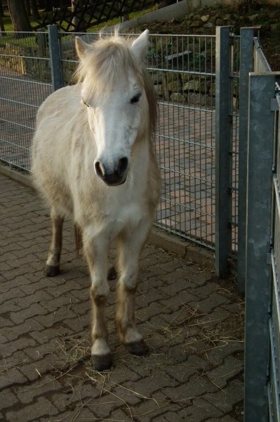 Portrait Welsh Pony