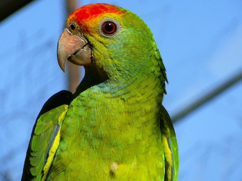 Red-browed Amazon parrot