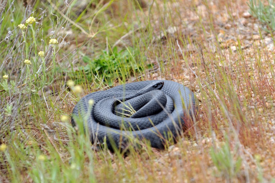 Red-bellied black snake (coiled)