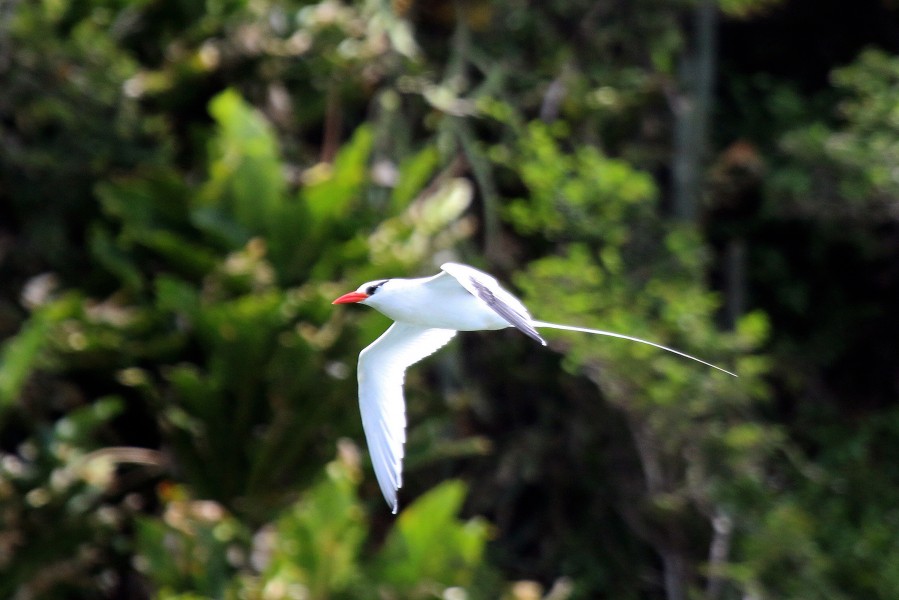 Red-billed tropicbird (Phaethon aethereus mesonauta) in flight