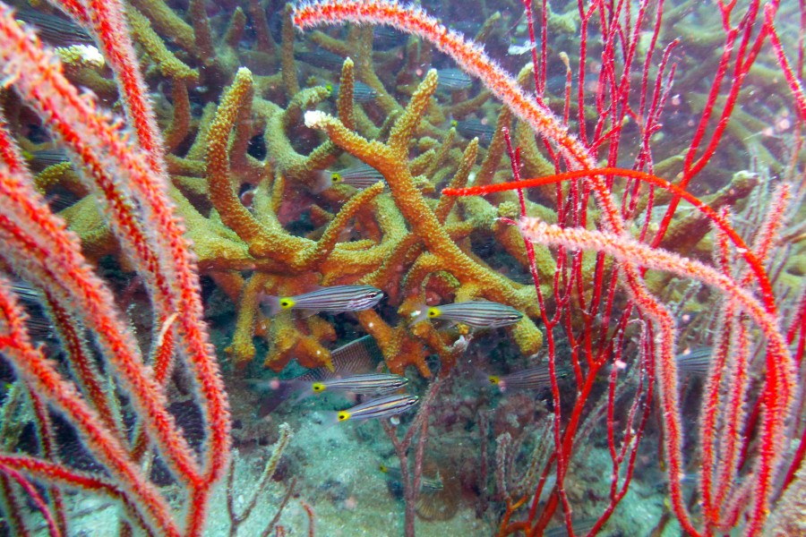 Red Corals - Ko Tao, Thailand 1705