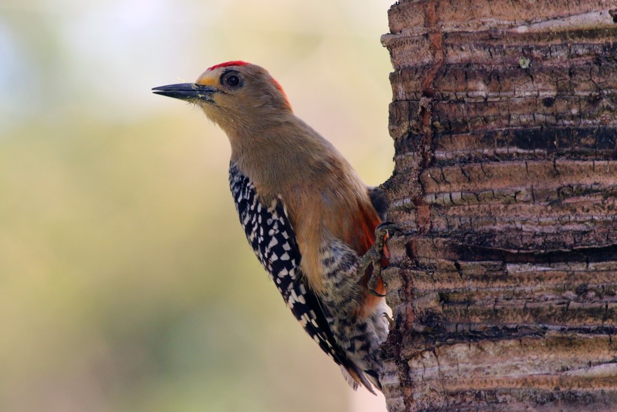 Red-crowned woodpecker (Melanerpes rubricapillus rubricapillus) male