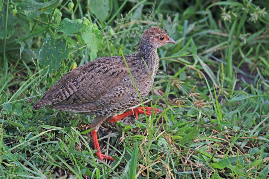 Red-necked spurfowl (Pternistis afer cranchii) immature