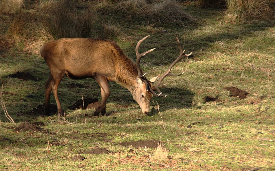 Red stag3