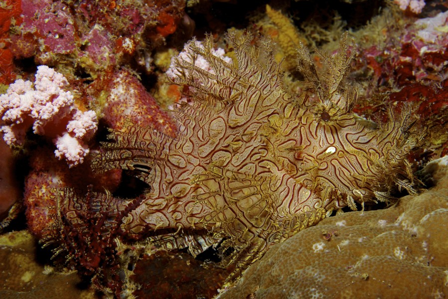 Rhinopias aphanes Lacy scorpionfish PNG by Nick Hobgood