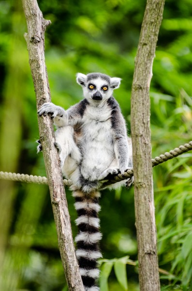 Ring-Tailed Lemur (19869649886)