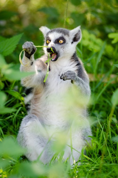 Ring-Tailed Lemur (20840835420)