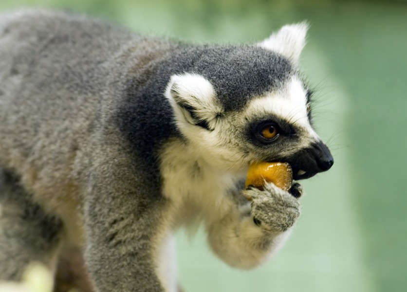 Ring-Tailed Lemur eating