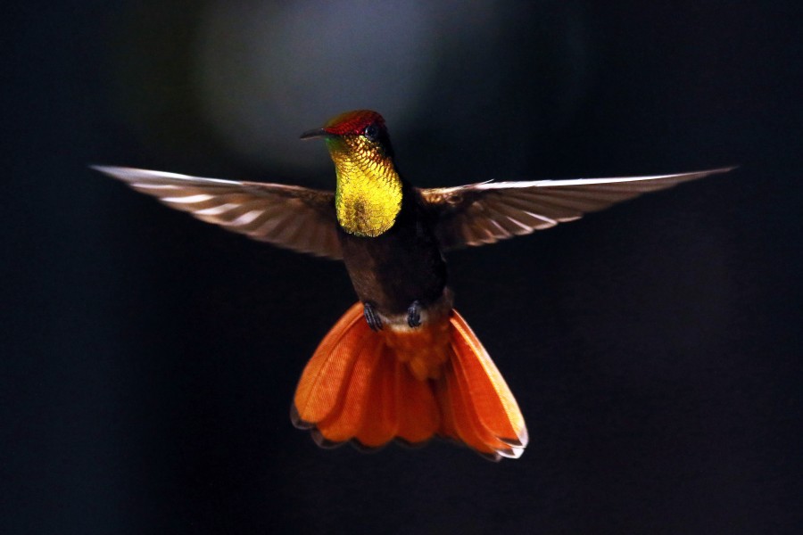 Ruby-topaz hummingbird (Chrysolampis mosquitus) male in flight