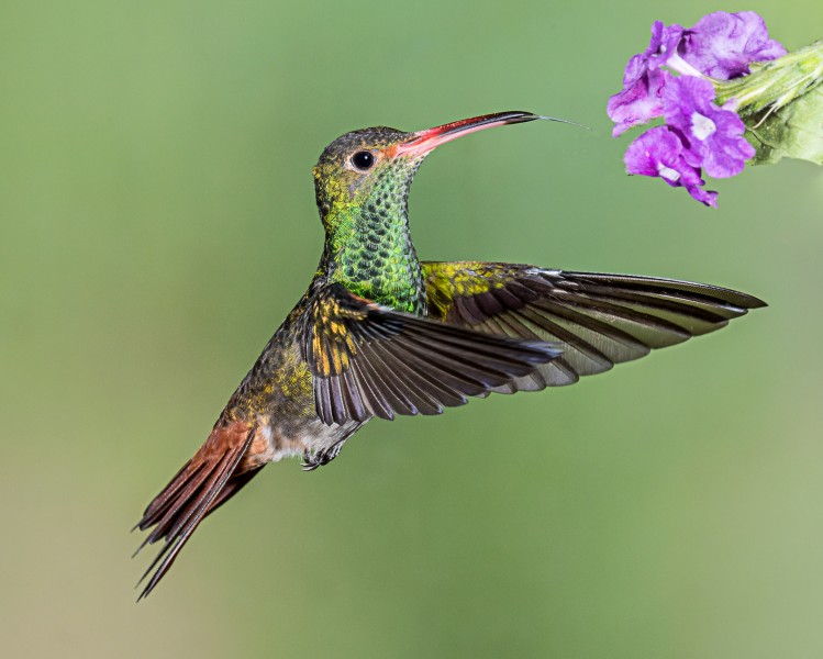 Rufous-tailed Hummingbird (23540580394)