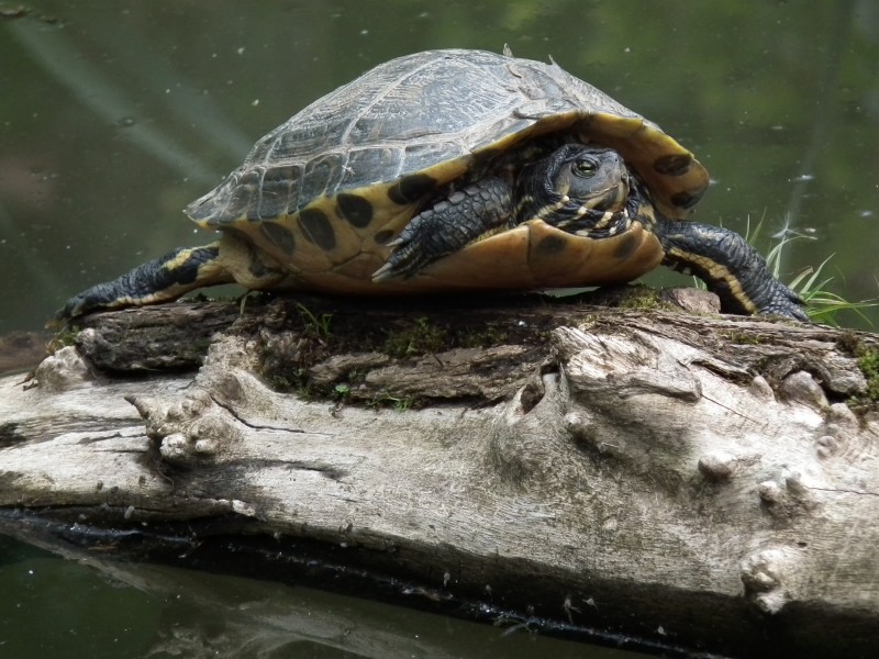 Ruhende Wasserschildkröte