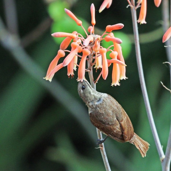 Scarlet-chested sunbird (Chalcomitra senegalensis lamperti) female feeding