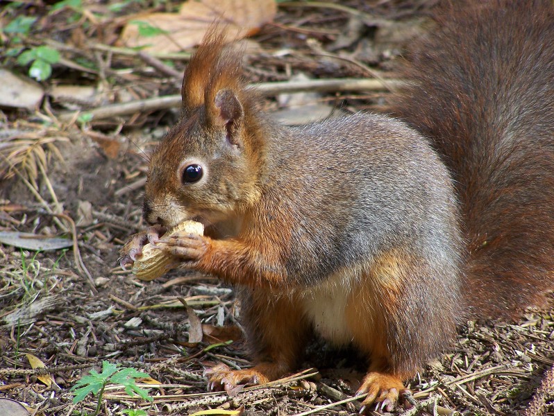 Sciurus vulgaris-Eurasian Red Squirrel