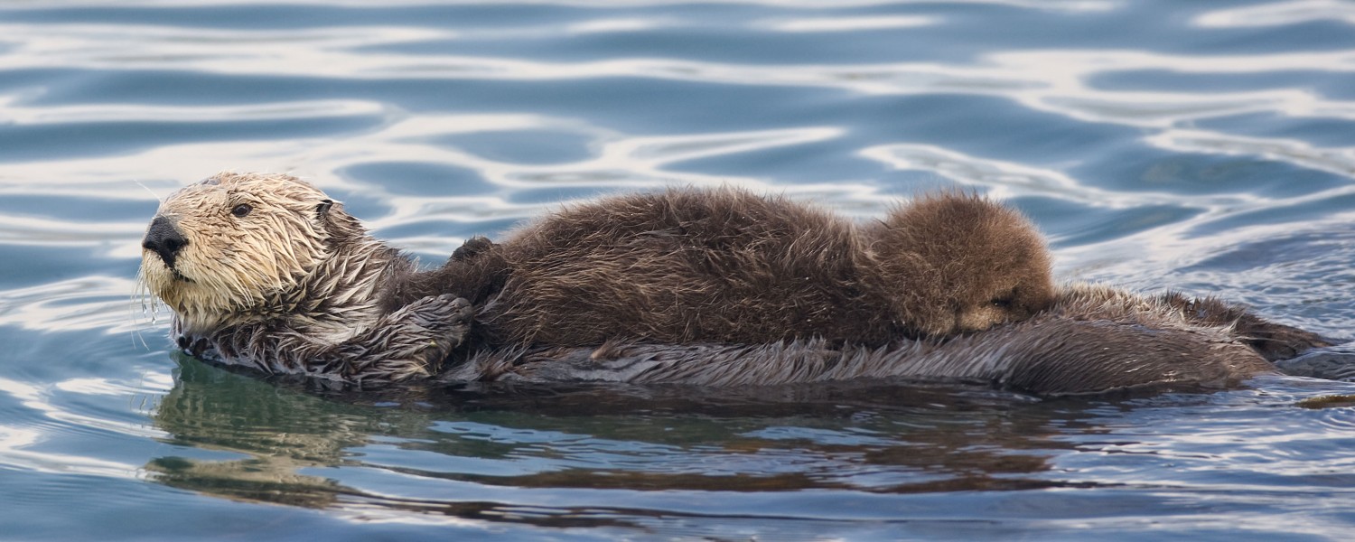 Sea otter nursing edit