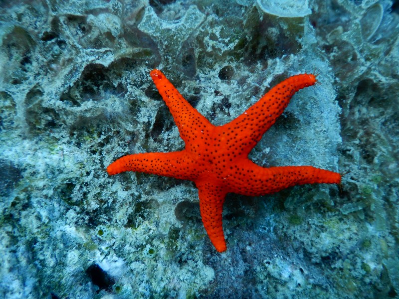 Sea Star Red