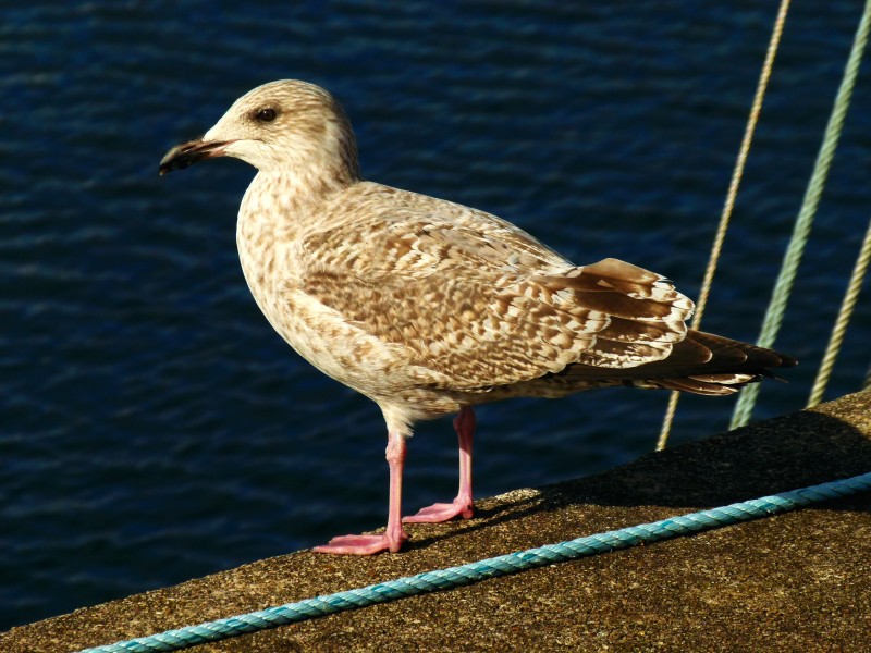 Seagull Female - panoramio