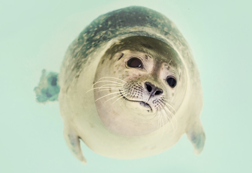 Seal-close-up