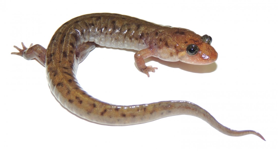 Seal salamander (Desmognathus monticola)