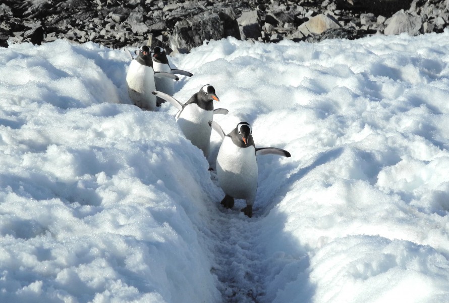 Senda de pingUinos
