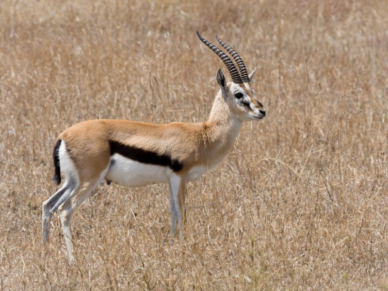 Serengeti Thomson-Gazelle1