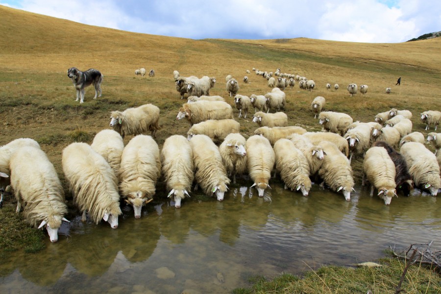 Sheeps drink from Lumbardh lake