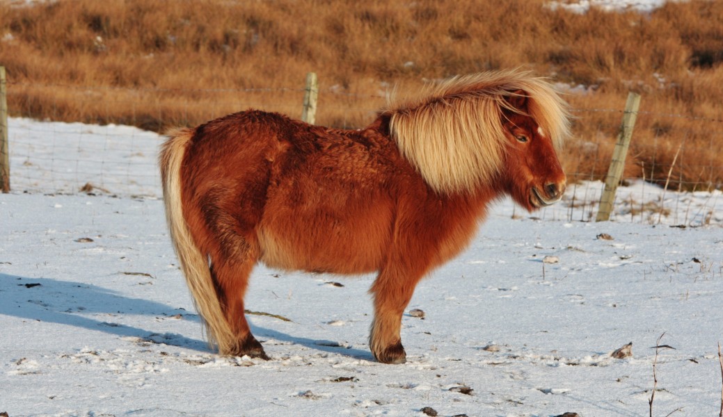 Shetland pony (3)