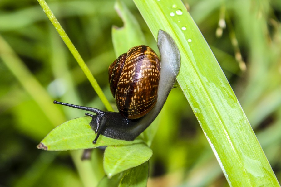 Snails are not looking for easy ways
