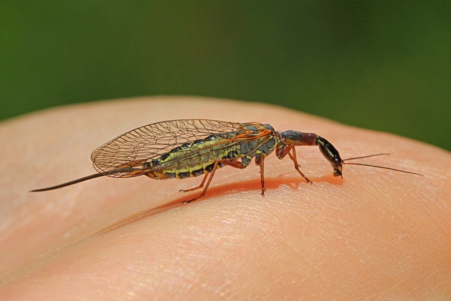 Snakefly - Agulla species, Packer Lake, California - 26063118522