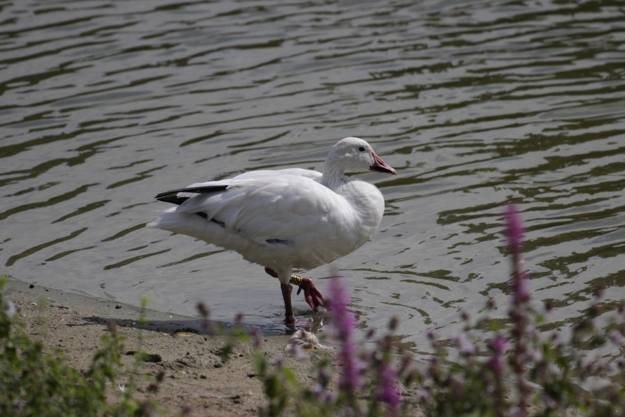 Snow Goose - Anser caerulescens (30027139467)