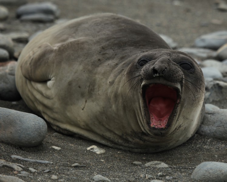Southern Elephant Seal with a Big Yawn (5723599705)