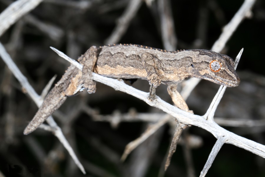 Southern Spiny-tailed Gecko (Strophurus intermedius) (9388207145)