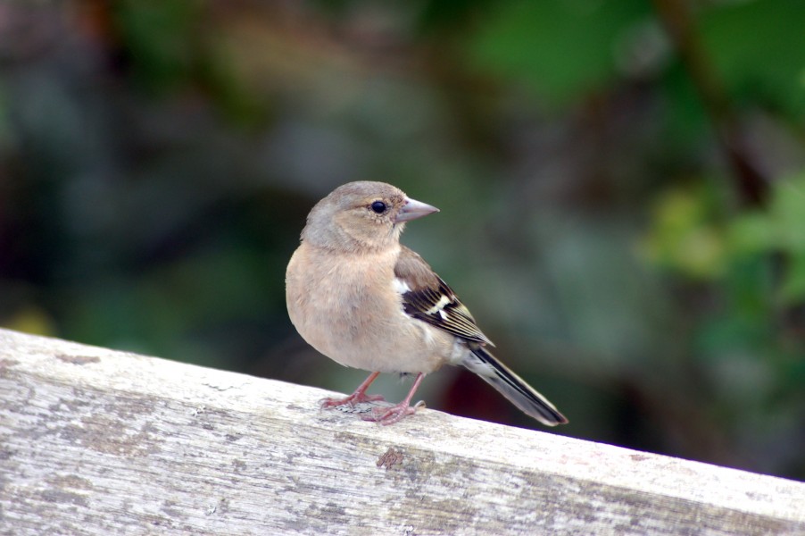 Sparrow @ National Botanic Garden Of Wales (3706218927)