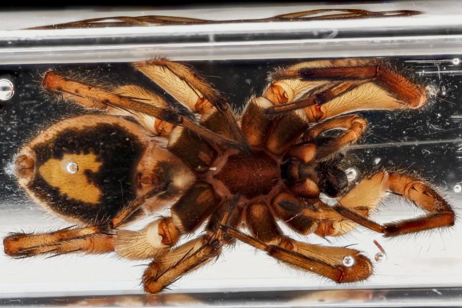 Spider, U, underside, Patuxent, MD 2012-10-05-12.45 (8057226411)